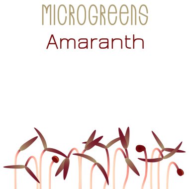 Microgreens kırmızı mor. Tohum ambalaj tasarımı. Bir bitki tohumları çimlenme. Vitamin takviyesi, vegan gıda