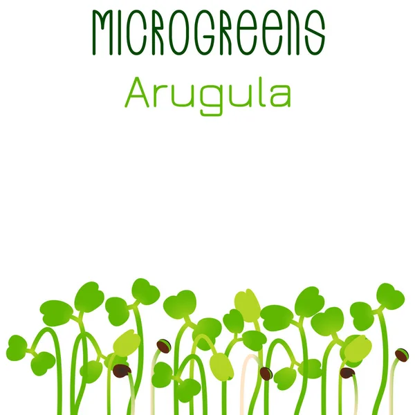 Microgreens Ruccola Utsäde Förpackningsdesign Spirande Frön Växt Vitamintillskott Vegansk Mat — Stock vektor