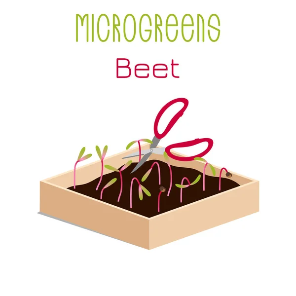 Microgreens Betterave Faire Pousser Microvert Dans Une Boîte Avec Terre — Image vectorielle