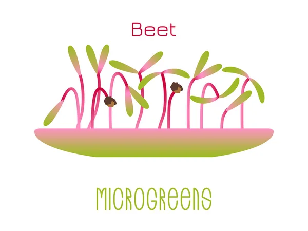 Microgreens Beet Brotos Uma Tigela Sprouting Sementes Uma Planta Suplemento — Vetor de Stock