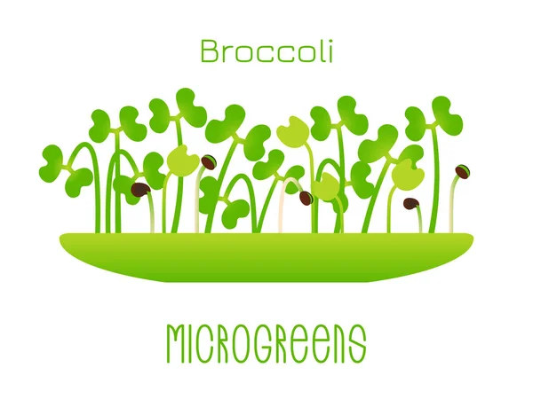 Microgreens Brokoli Bir Kasede Lahanası Bir Bitki Tohumları Çimlenme Vitamin — Stok Vektör