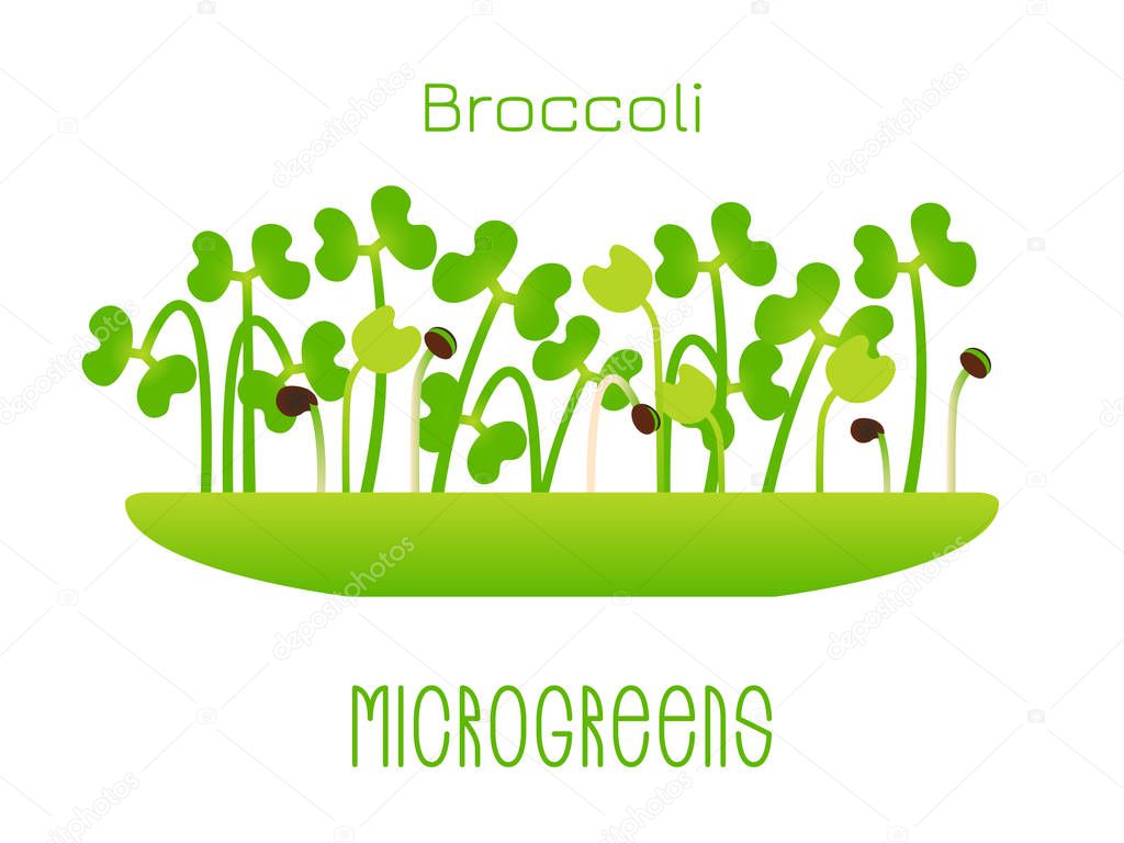Microgreens Broccoli. Sprouts in a bowl. Sprouting seeds of a plant. Vitamin supplement, vegan food