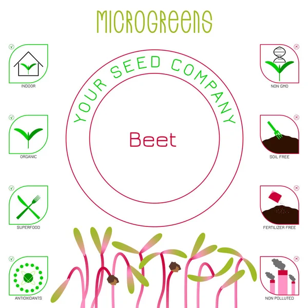 Microgreens Beet Diseño Empaque Semillas Iconos Interior Orgánico Superalimento Antioxidantes — Vector de stock