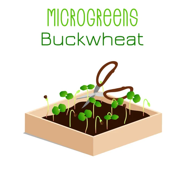 Microgreens φαγόπυρο. Τα λάχανα σε ένα μπολ. Βλαστάνοντες σπόρους από ένα φυτό. Συμπλήρωμα βιταμίνης, τρόφιμα για χορτοφάγους. — Διανυσματικό Αρχείο