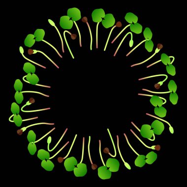 Microgreens buğday. Herkesdaire oluşturacak şekilde düzenlenmiştir. Beyaz arka plan. Siyah arka plan