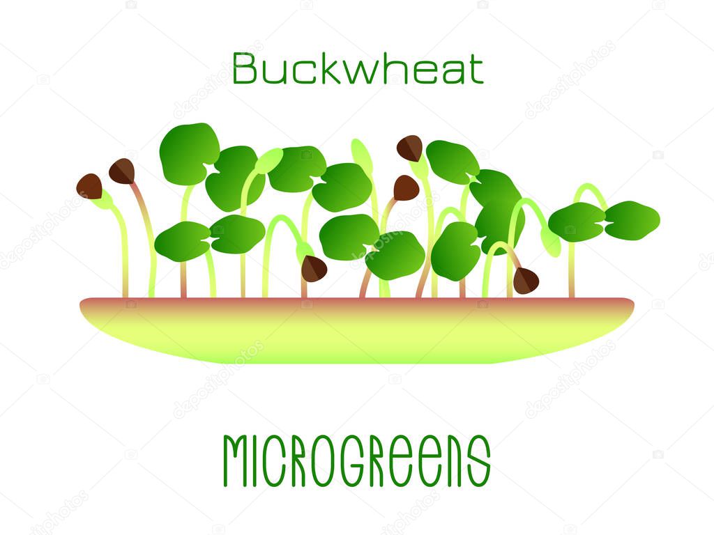 Microgreens Buckwheat. Sprouts in a bowl. Sprouting seeds of a plant. Vitamin supplement, vegan food.