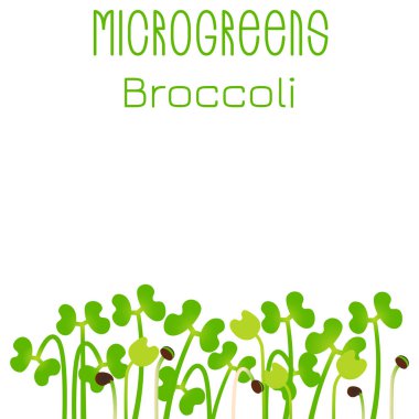 Microgreens brokoli. Tohum ambalaj tasarımı. Bir bitki tohumları çimlenme