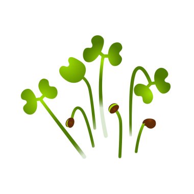 Microgreens Çin lahanası. Bitkiler demet. Beyaz arka plan