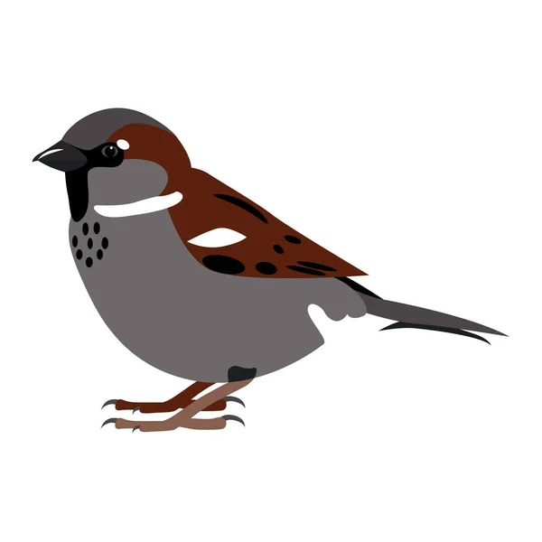 Sparrow. Illustration vectorielle couleur simple isolée sur blanc . — Image vectorielle