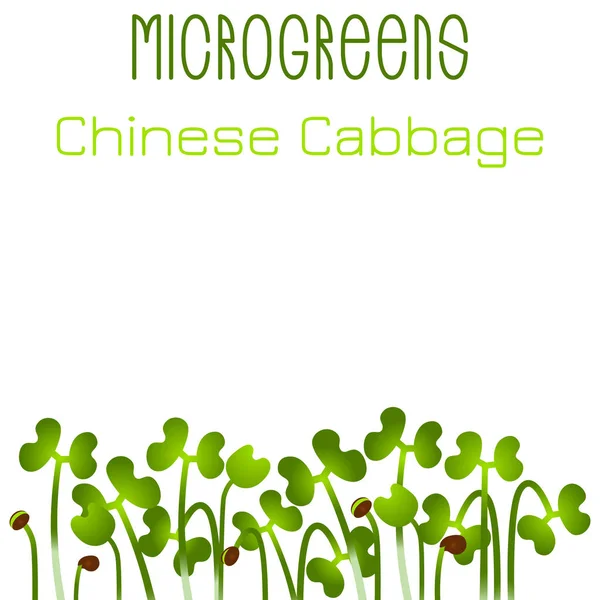 Microgreens Kinakål. Utsäde förpackningsdesign. Groning av frön från en växt — Stock vektor