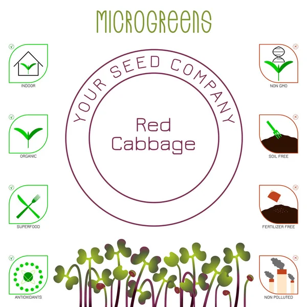 Microgreens Red Cabbage. Diseño de empaquetado de semillas, texto, iconos — Vector de stock