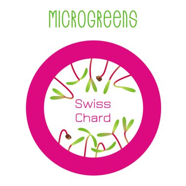Microgreens Swiss pazı dikti. Öğe yuvarlak tohum ambalaj tasarımı