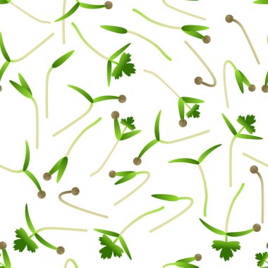 Microgreens kişniş. Bir bitki tohumları çimlenme. Seamless modeli. Vitamin takviyesi, vegan gıda.