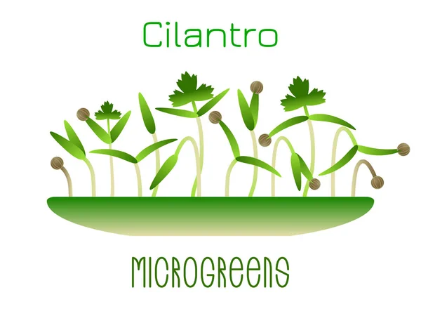 Microgreens koriander. Groddar i en skål. Spirande frön av en växt. Vitamintillskott, vegansk mat. — Stock vektor