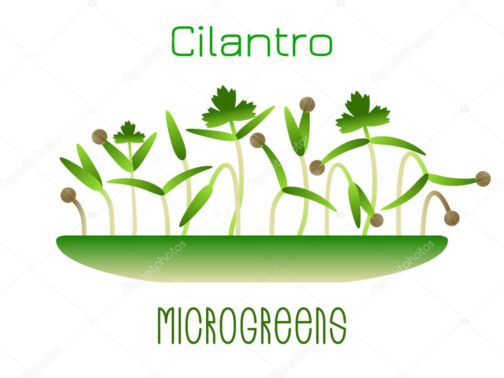 Microgreens Cilantro. Sprouts in a bowl. Sprouting seeds of a plant. Vitamin supplement, vegan food.