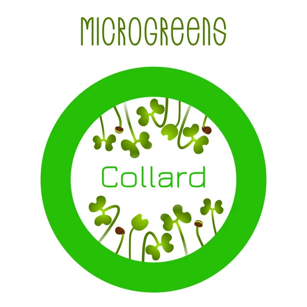 Микрозеленый Коллард. Конструкция упаковки семян, круглый элемент — стоковый вектор