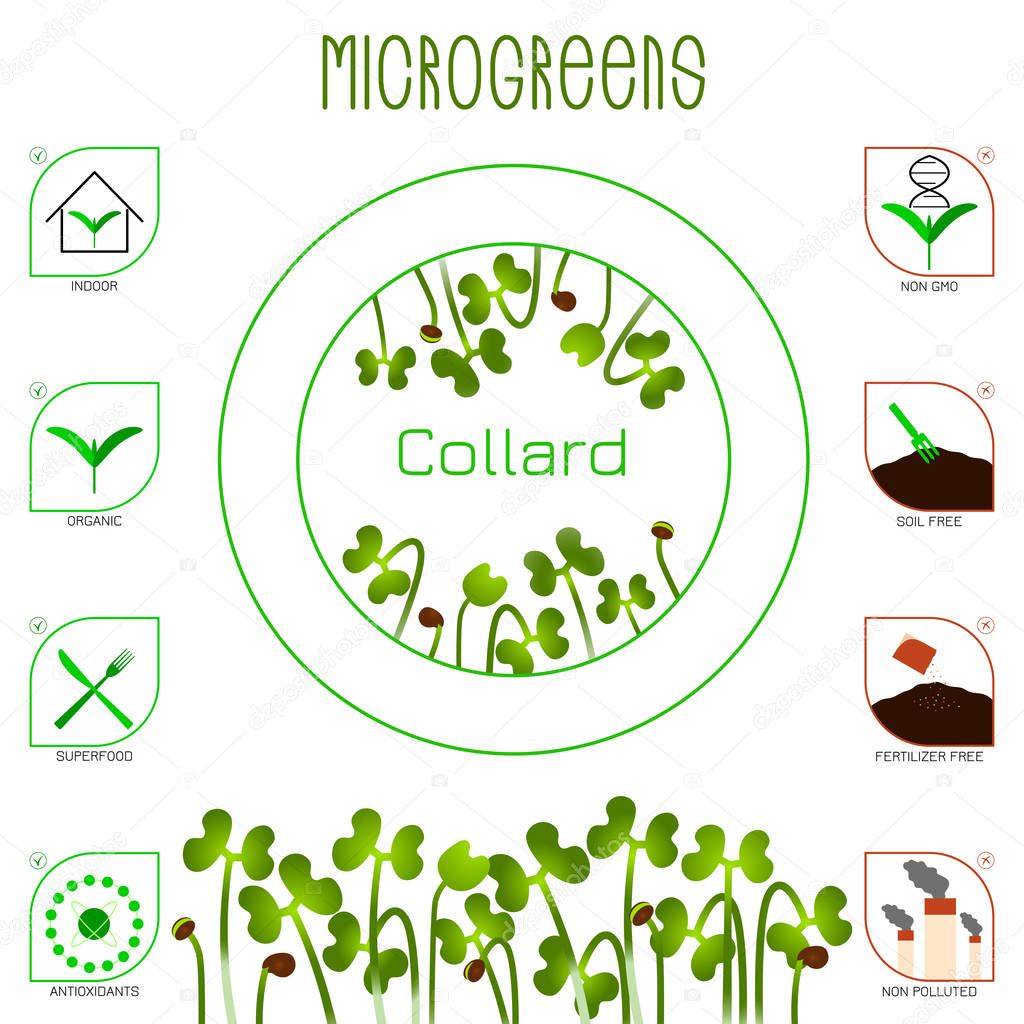 Microgreens Collard. Seed packaging design, text, icons