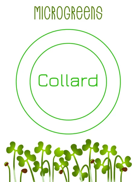 Μικροπράσινοι Κόλαρντ. Σχεδιασμός συσκευασίας σπόρων, κείμενο, Χορτοφαγική διατροφή — Διανυσματικό Αρχείο
