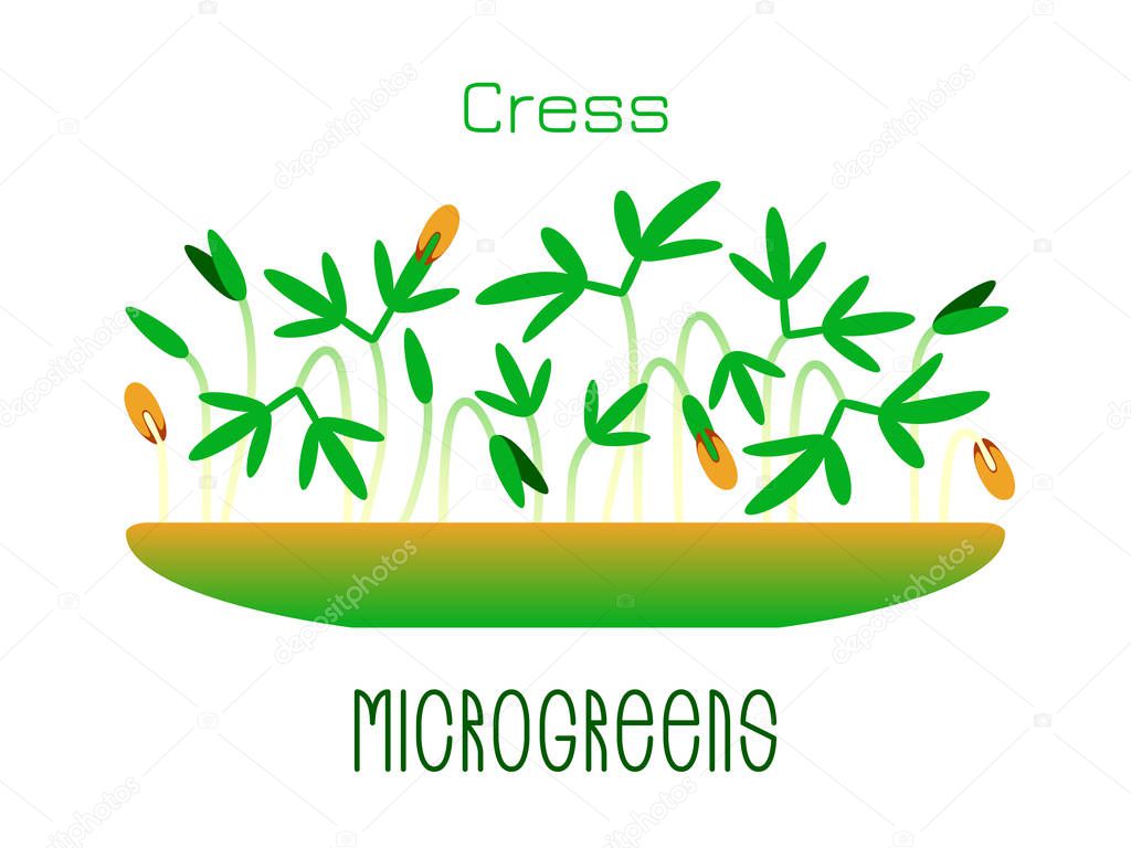 Microgreens Cress. Sprouts in a bowl. Sprouting seeds of a plant. Vitamin supplement, vegan food.