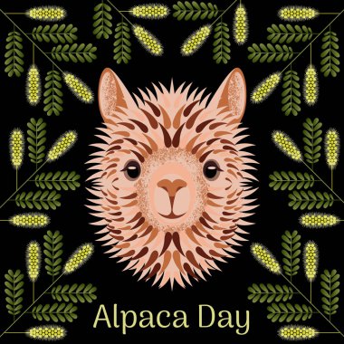 Alpaka Günü. Peru'da ulusal bayram. Kafa, yüz alpakası. Mesquite dal çerçevesi