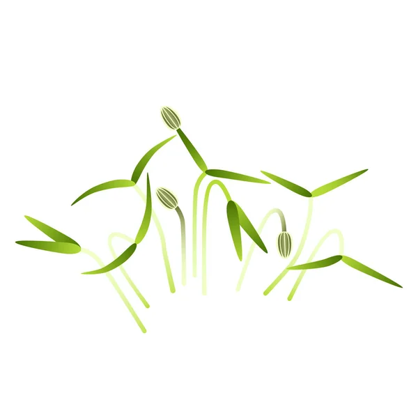 Microgreens Rezene. Bir sürü bitki. Beyaz arka plan — Stok Vektör