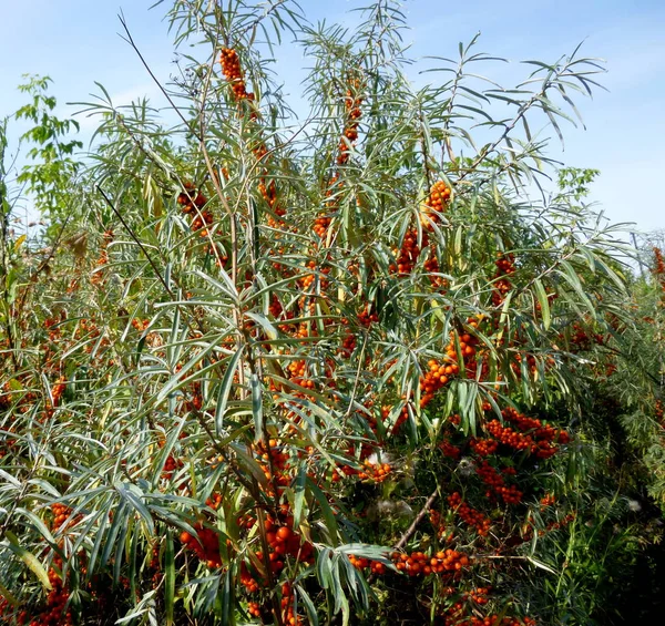 Duindoorn bessen op een tak. Hippodroom van Hippophae rhamnoides — Stockfoto