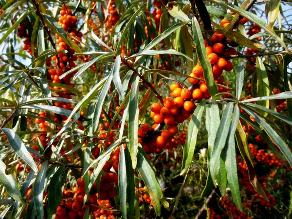 Duindoorn bessen op een tak. Hippodroom van Hippophae rhamnoides — Stockfoto