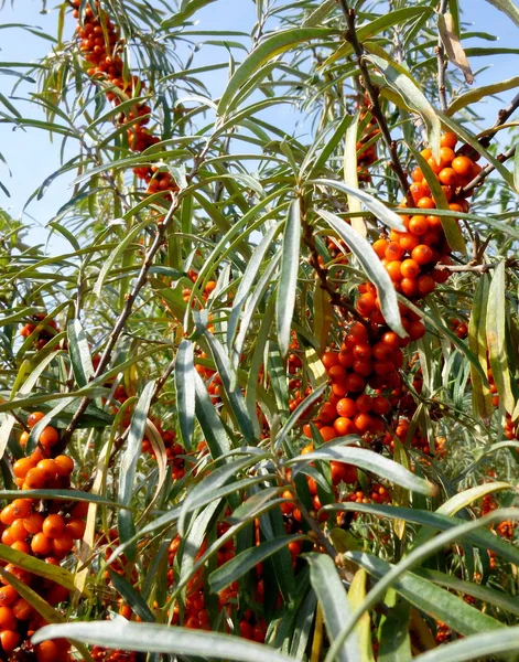 Duindoorn bessen op een tak. Hippodroom van Hippophae rhamnoides — Stockfoto