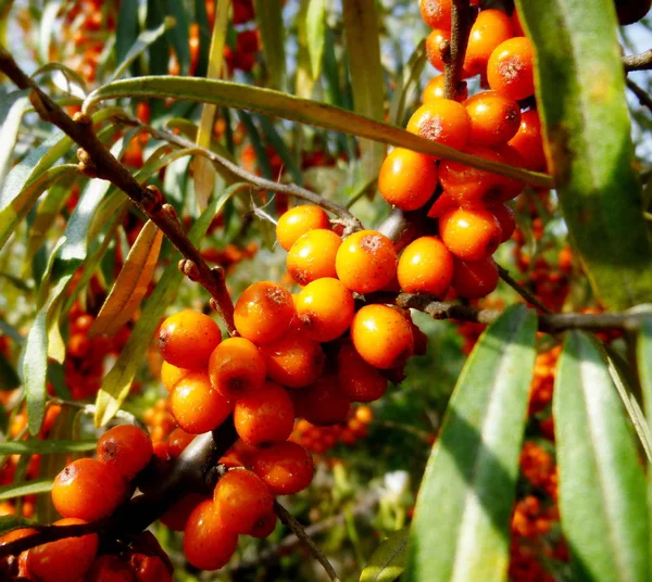 Las bayas de espino cerval de mar en la rama. Hippophae rhamnoides —  Fotos de Stock