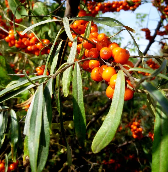 Sanddornbeeren auf einem Zweig. Hippophae rhamnoides — Stockfoto