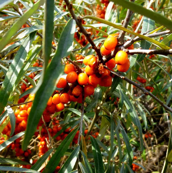 Las bayas de espino cerval de mar en la rama. Hippophae rhamnoides. Planta enferma . —  Fotos de Stock