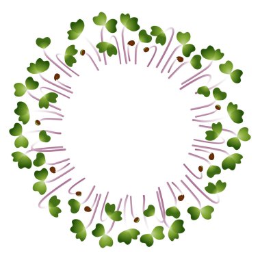 Microgreens Kale. Bir daire şeklinde düzenlenmiştir. Beyaz arka plan