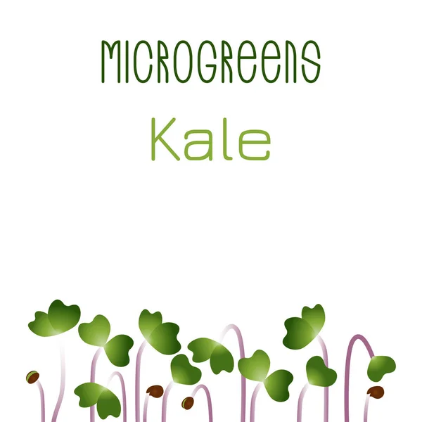 Microgreens Kale. Diseño de empaque de semillas. Las semillas que brotan de la planta — Vector de stock