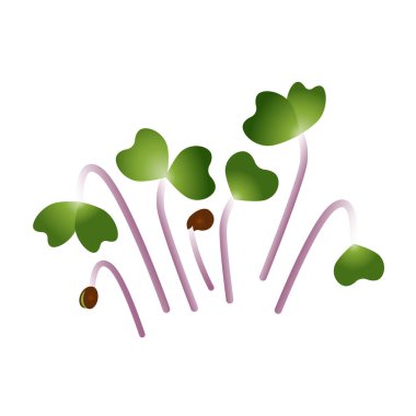 Microgreens Kale. Bir sürü bitki. Beyaz arka plan