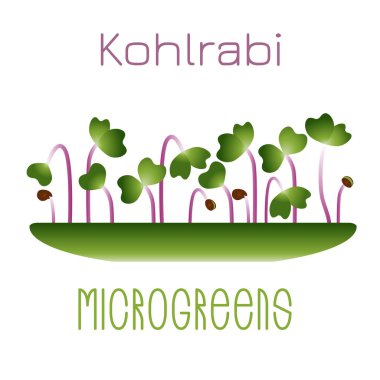Mikro yeşiller Kohlrabi. Bir kasede filizlenir. Bir bitkinin filizlenen tohumları. Vitamin takviyesi, vegan gıda.