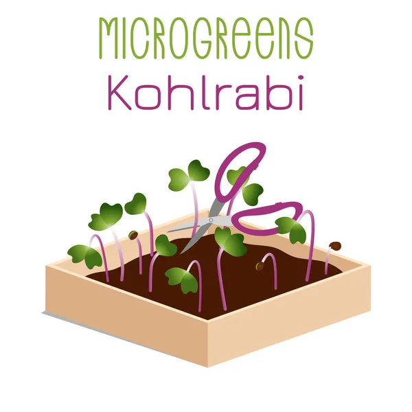 Microgreens Kohlrabi. Groddar i en skål. Sprouting frön av en anläggning. Vitamin tillskott, vegansk mat. — Stock vektor