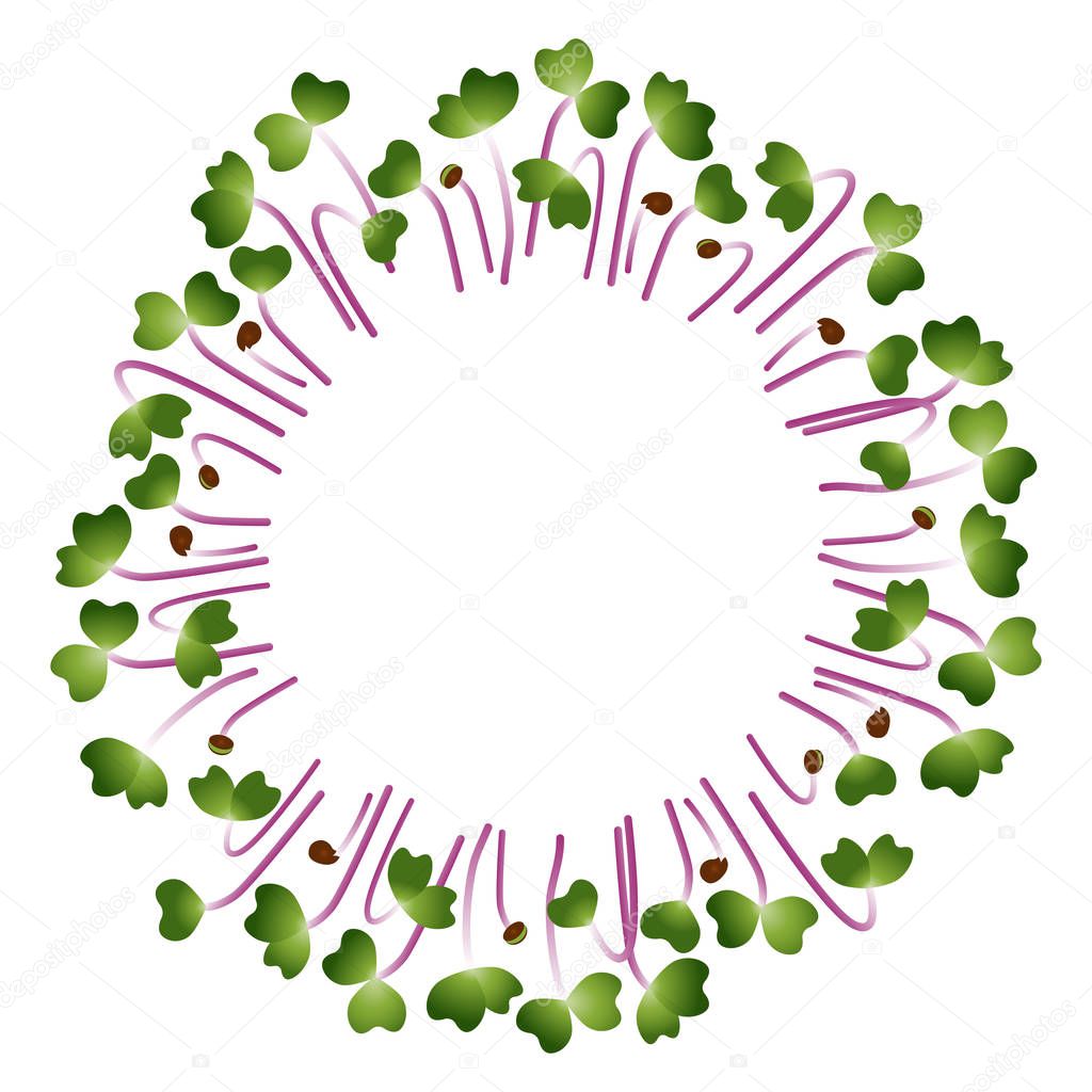 Microgreens Kohlrabi. Arranged in a circle. White background