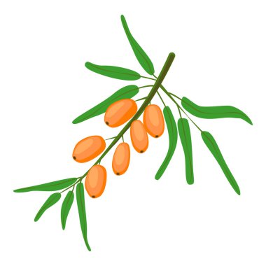 Sea buckthorn, branch with berries. Vector illustration, flat style