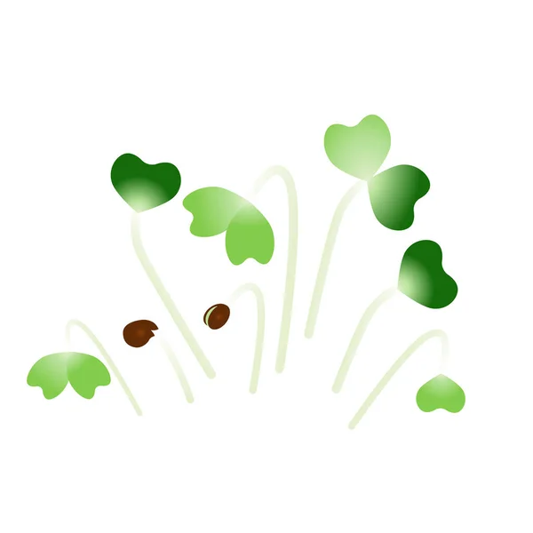 Mikrogröna Komatsuna. Ett gäng växter. Vit bakgrund — Stock vektor