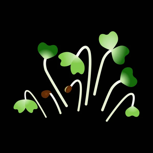 Mikrogröna Komatsuna. Ett gäng växter. Svart bakgrund — Stock vektor