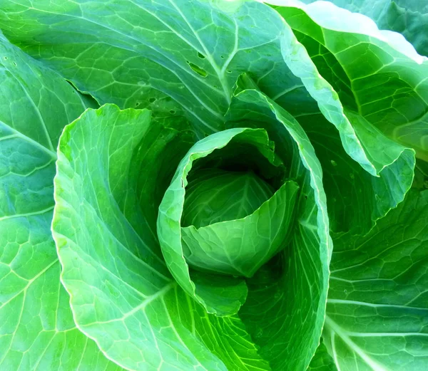 Weißkohl auf dem Bauernhof beginnt, einen Kopf Kohl zu schaffen. — Stockfoto