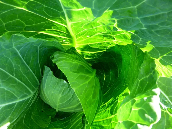 Weißkohl auf dem Bauernhof beginnt, einen Kopf Kohl zu schaffen. — Stockfoto