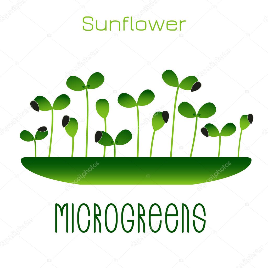 Microgreens Sunflower. Sprouts in a bowl. Sprouting seeds of a plant. Vitamin supplement, vegan food.