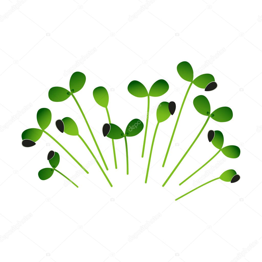 Microgreens Sunflower. Bunch of plants. White background