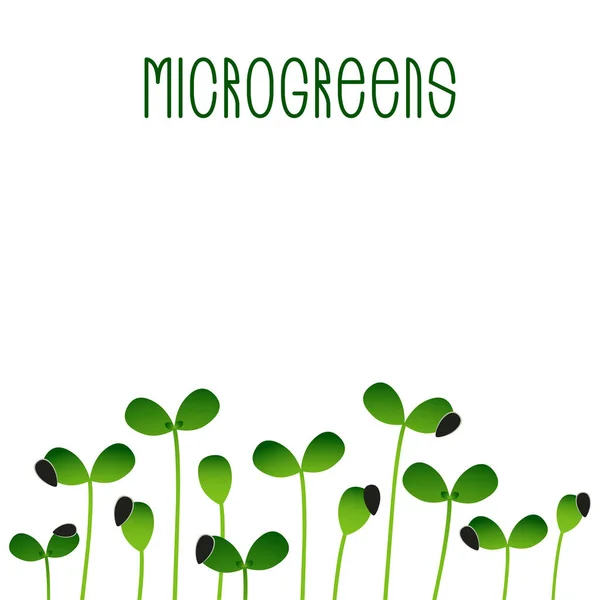 Microgreens Zonnebloem. Zaad verpakking ontwerp. Sprouting zaden van een plant — Stockvector