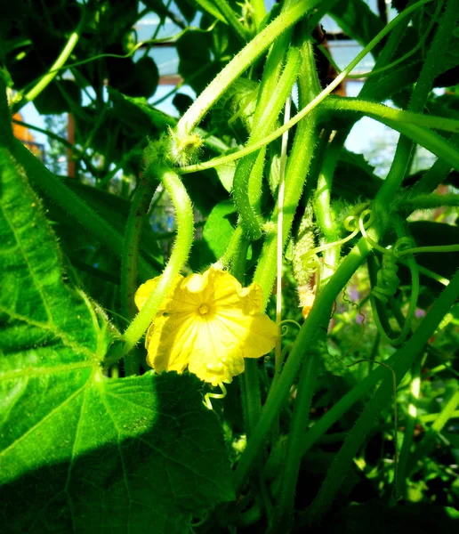 Cucumber flowers on a bush in a greenhouse — Stock Photo, Image