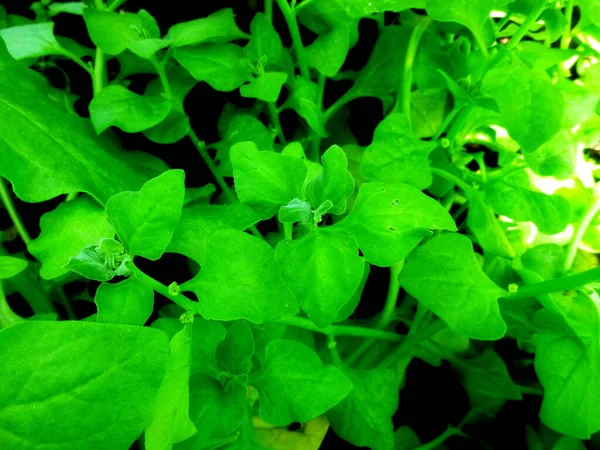 Espinacas, Spinacia oleracea crece en el jardín. Foto de una granja privada. — Foto de Stock