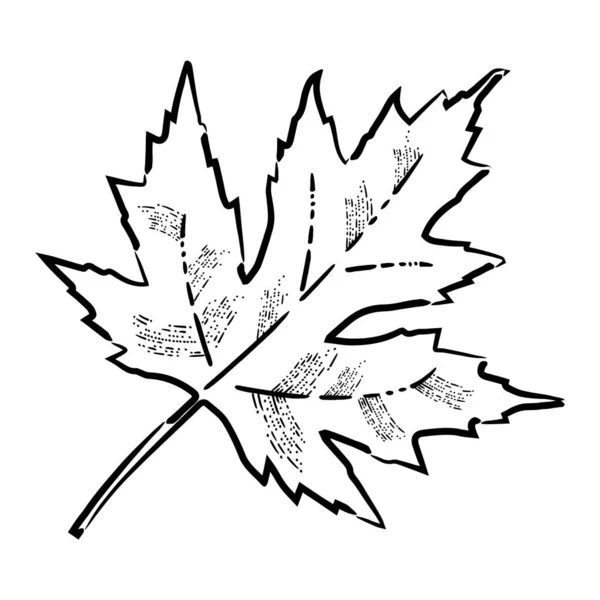 Ημέρα των Ευχαριστιών στις Ηνωμένες Πολιτείες της Αμερικής, Καναδάς. Φύλλα σφενδάμου. Στυλ χάραξης — Διανυσματικό Αρχείο