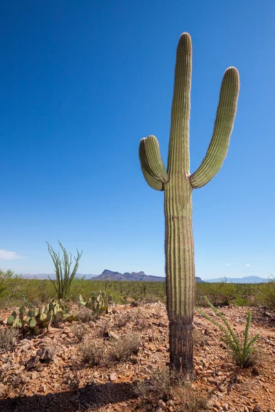 Saguaro kaktusz ans kék ég — Stock Fotó