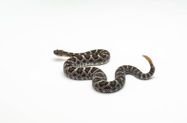 Beyaz arka plan Crotalus cerberus üzerinde Arizona siyah çıngıraklı yılan